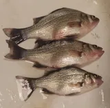 White Perch, photographed in New York