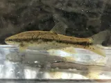 Western Blacknose Dace, photographed in Indiana