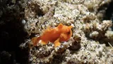 Painted Frogfish, photographed in Negros Oriental