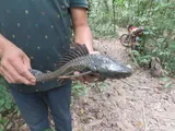 Vermiculated Sailfin Catfish, photographed in El Beni