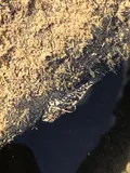 Reticulate Sculpin, photographed in Oregon