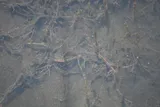 Banded Killifish, photographed in North Carolina