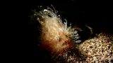 Striated Frogfish, photographed in Negros Oriental