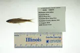 Mimic Shiner, photographed in Illinois