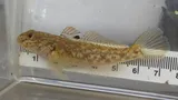 Round Goby, photographed in Ontario