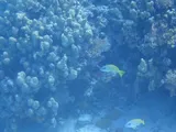 Common Bluestripe Snapper