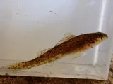 Tallapoosa Darter, photographed in Alabama