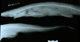 Black Roughscale Catshark