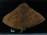 Smooth Butterfly Ray, photographed in Florida