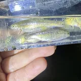 Manantial Roundnose Minnow, photographed in Texas