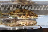 Bloody Stickleback, photographed in New York