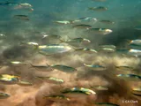 Bluestripe Herring, photographed in Hawaii