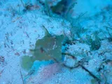 Fringed Filefish, photographed in Quintana Roo