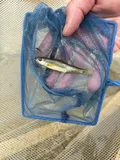 Cape Fear Shiner, photographed in North Carolina
