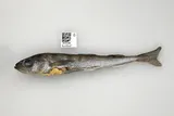 Arctic Cod, photographed in Alaska