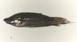 Croaking Gourami, photographed in Chachoengsao
