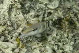 Common Goatfish, photographed in Northern