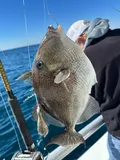 Gray Triggerfish, photographed in Florida