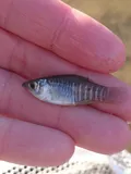 Diamond Killifish, photographed in Mississippi