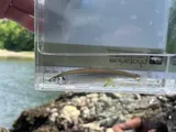 Surf Smelt, photographed in British Columbia