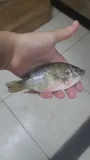 Redbreast Tilapia, photographed in São Paulo