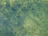 Redear Sunfish, photographed in Florida