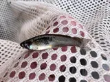 Mosquitofish, photographed in Utah