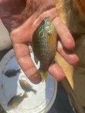 Dollar Sunfish, photographed in Georgia