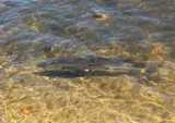 Common Snook, photographed in Florida