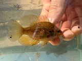 Bluespotted Sunfish, photographed in North Carolina