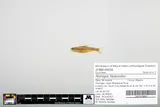 Blackchin Shiner, photographed in Minnesota