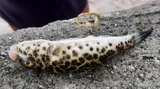 Checkered Puffer, photographed in Rio de Janeiro