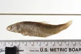 Western Silvery Minnow, photographed in Montana