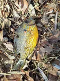 Pumpkinseed, photographed in Wisconsin
