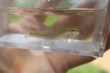 Egg-mimic Darter, photographed in Tennessee