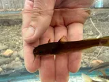 Margined Madtom, photographed in South Carolina