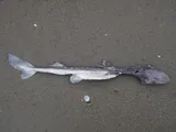 North Pacific Spiny Dogfish, photographed in Washington