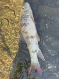 River Redhorse, photographed in Pennsylvania