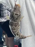 Southern Puffer