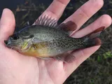 Redbreast Sunfish, photographed in Florida