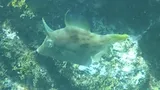 Planehead Filefish, photographed in Islas Canarias
