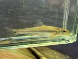 Suckermouth Minnow, photographed in Ohio