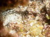 Halicampus crinitus, photographed in Quintana Roo