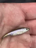Spotfin Shiner, photographed in Ohio