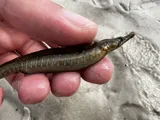 Gulf Pipefish, photographed in Florida