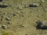 Goldspotted Killifish, photographed in Florida