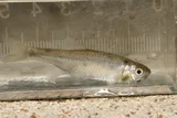 Red Shiner, photographed in Texas