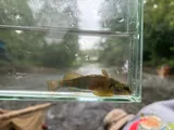 Variegate Darter, photographed in Ohio