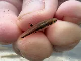 Dwarf Livebearer, photographed in Florida