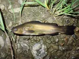 Black Bullhead, photographed in Pays de la Loire